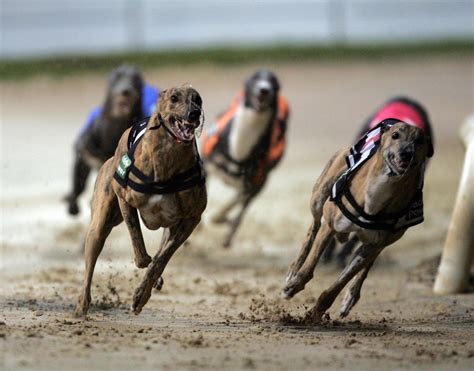 greyhound dog racing results